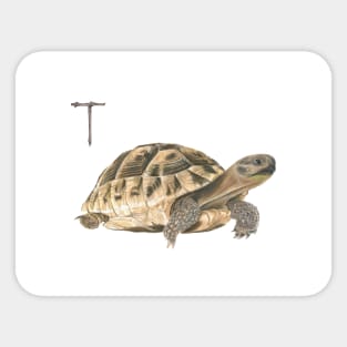 T for turtle alphabet illustration, pencil illustration from my alphabet series Sticker